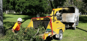 Revitalising Mackay's City Centre with Palm Tree Maintenance