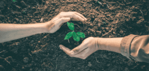Bringing Mackay's Urban Canopy to Life: A Greening Christmas on Northern Beaches