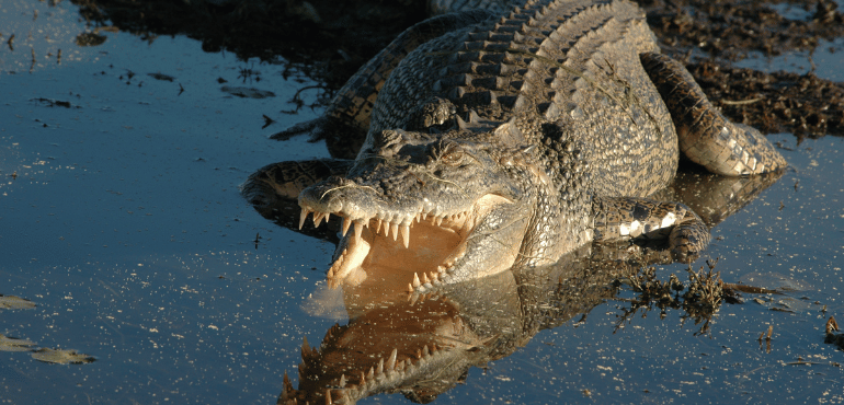 Crocodile Encounter in Mackay Waters: A Startling Incident