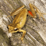 Litoria corbeni Photo by Conrad Hoskin