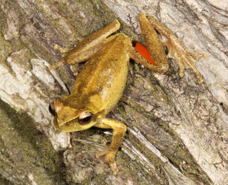 Litoria corbeni Photo by Conrad Hoskin