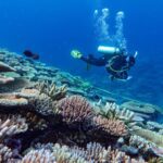 Reef survey in progress by an AIMS Long-Term Monitoring Program diver on the Great Barrier Reef