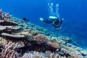 Reef survey in progress by an AIMS Long-Term Monitoring Program diver on the Great Barrier Reef