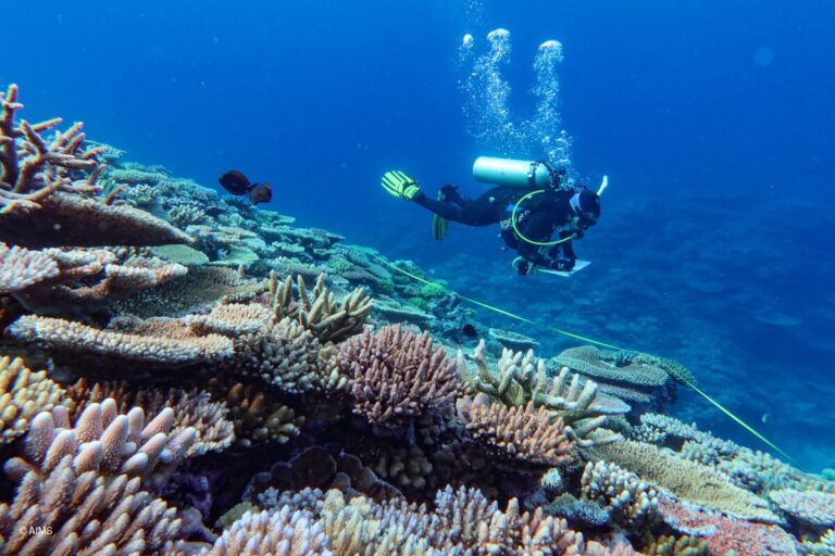 Reef survey in progress by an AIMS Long-Term Monitoring Program diver on the Great Barrier Reef