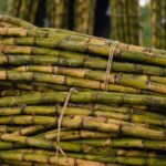 https://www.pexels.com/photo/freshly-harvested-sugar-cane-stalks-in-field-33740520/