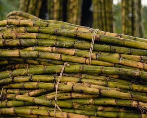 https://www.pexels.com/photo/freshly-harvested-sugar-cane-stalks-in-field-33740520/