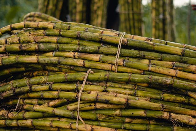 https://www.pexels.com/photo/freshly-harvested-sugar-cane-stalks-in-field-33740520/