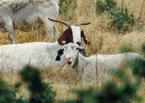 Photo by Griffin Wooldridge from Pexels: https://www.pexels.com/photo/white-and-brown-goats-on-green-grass-field-4939980/