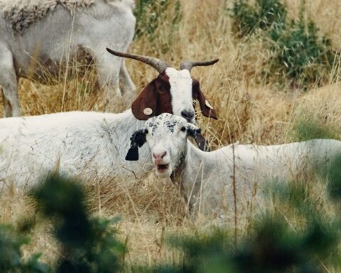 Photo by Griffin Wooldridge from Pexels: https://www.pexels.com/photo/white-and-brown-goats-on-green-grass-field-4939980/