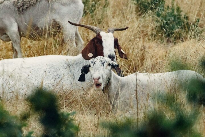 Photo by Griffin Wooldridge from Pexels: https://www.pexels.com/photo/white-and-brown-goats-on-green-grass-field-4939980/