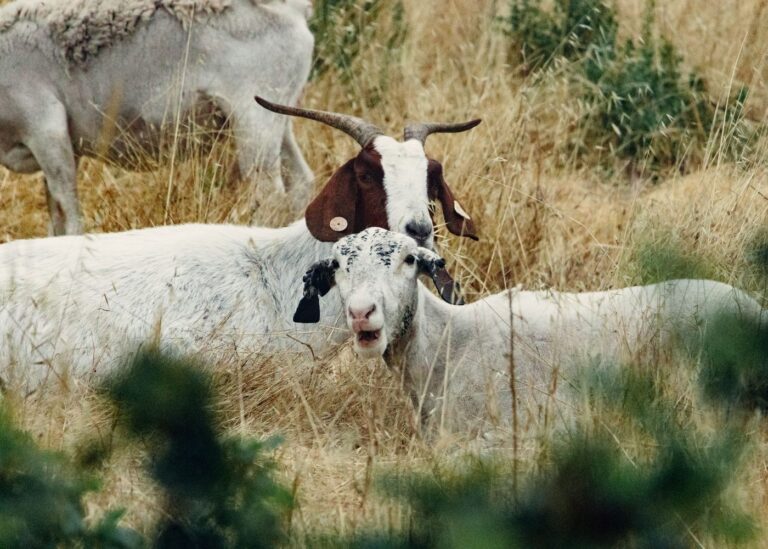 Photo by Griffin Wooldridge from Pexels: https://www.pexels.com/photo/white-and-brown-goats-on-green-grass-field-4939980/